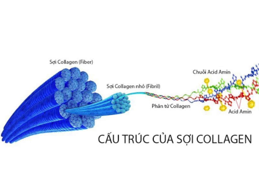 Cấu trúc Collagen