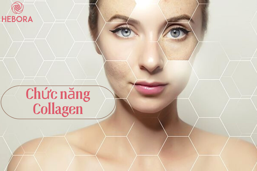 Chức năng của Collagen