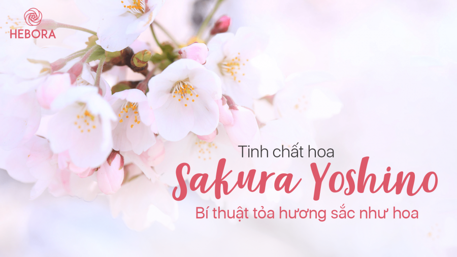 Tinh chất hoa Sakura Yoshino