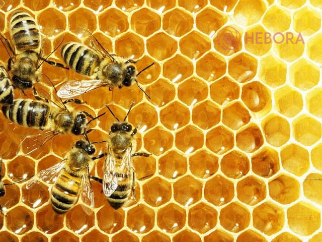 Đảm bảo chọn mật ong chuẩn mà dùng