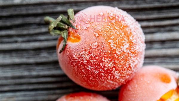 Học cách làm mặt nạ cà chua đông lạnh từ A - Z