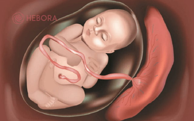 Nhau thai được hình thành như thế nào?